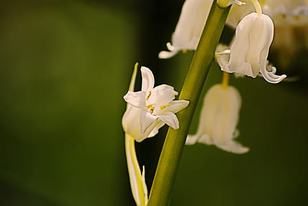 closeup photography of white flowers in bloom thumbnail