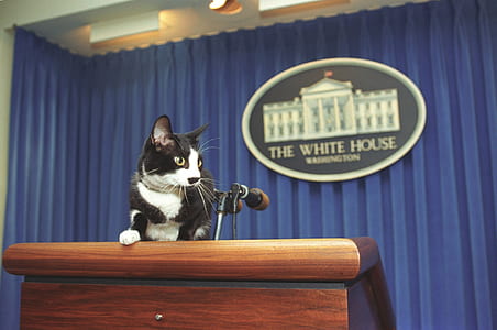 white and black cat on lectern in The White House thumbnail