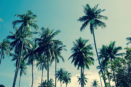 green coconut trees thumbnail