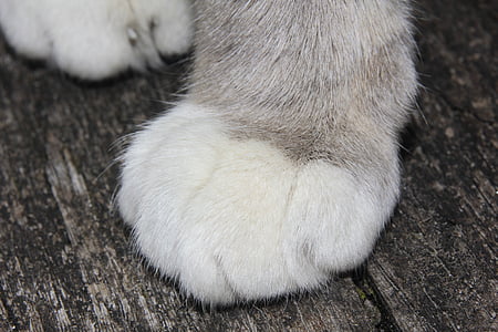 animal paw thumbnail