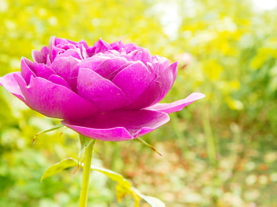 selective focus photography of pink peony flower thumbnail
