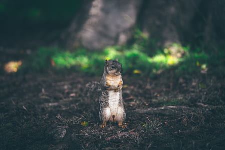 close-up photo of white and brown squirrel thumbnail
