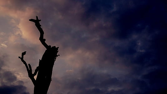 Silhouette Of Tree thumbnail