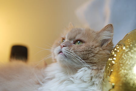 orange and white cat thumbnail