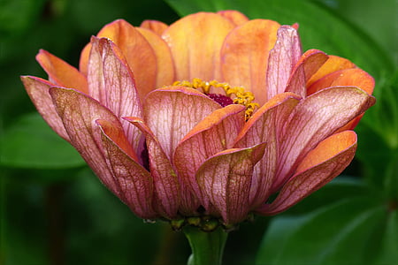 pink rose thumbnail