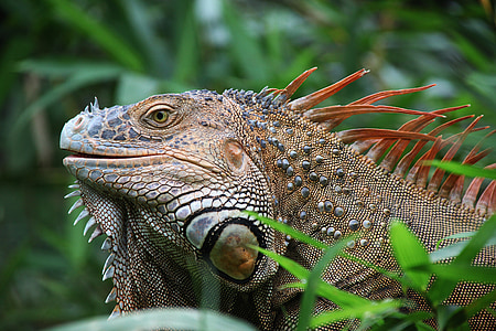 Iguana in the middle of plants thumbnail