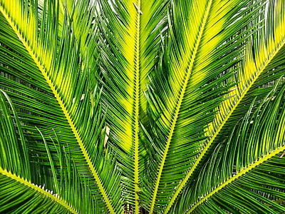 green palm tree thumbnail