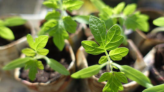 shallow focus photo of green plants thumbnail