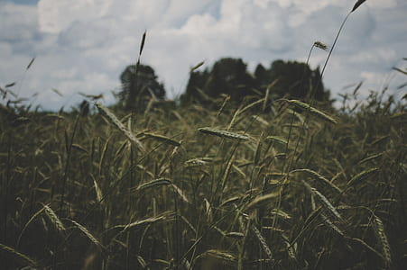 Selective Focus Photography of Green Grass Under White Sky thumbnail