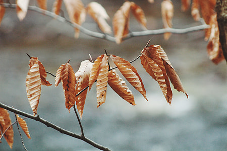 close-up photo of brown leaves thumbnail