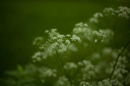 selective focus photography of white petaled flowers thumbnail