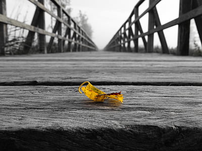 selective color photo of yellow leaf on wooden bridge thumbnail