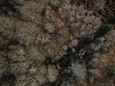 aerial view, drone, tree, woodland thumbnail