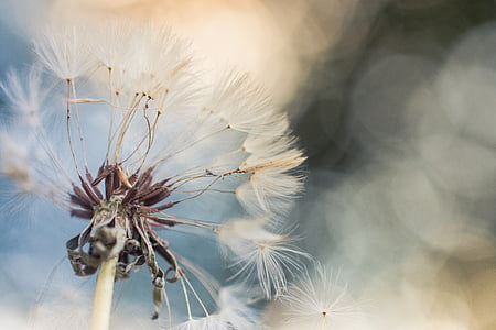 photo of dandelion flowers thumbnail
