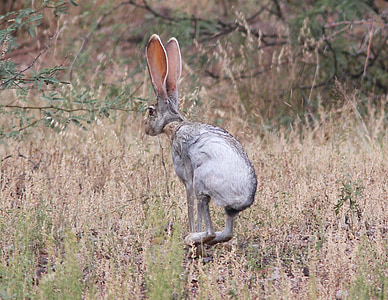 hopping hare on grass field thumbnail
