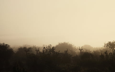 silhouette of deer with mist thumbnail