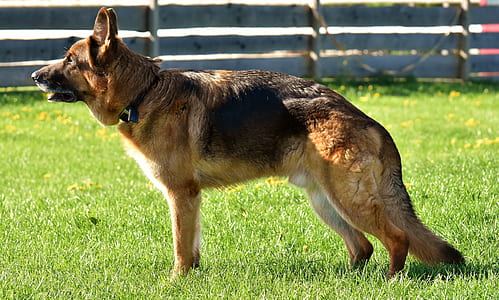 adult black and tan German shepherd standing on green lawn grass near brown wooden fence thumbnail