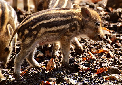 brown piglet on brown soil thumbnail