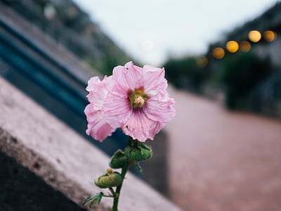 closeup photo of pink petaled flower thumbnail