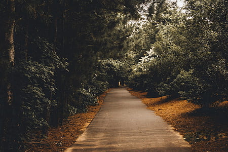 gray road in between trees at daytime thumbnail