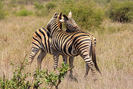 two zebras standing on brown grass field thumbnail