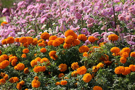 Orange and Pink Petaled Flowers thumbnail
