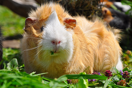 selective focus photography of guinea pig thumbnail