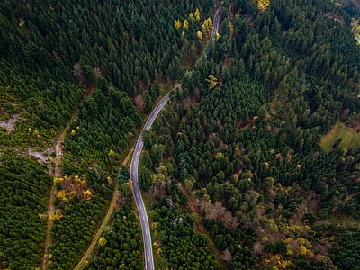 birds eye view of forest trees thumbnail