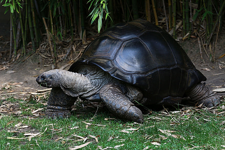 black and brown tortoise on green grass near bamboo grass thumbnail