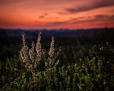 green plants under orange sky thumbnail