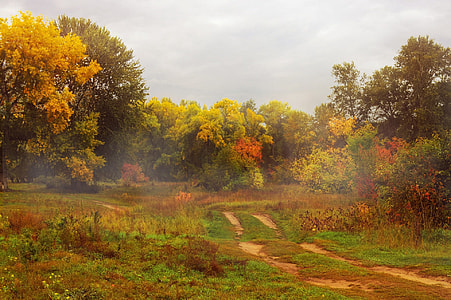 yellow and green tree forest thumbnail