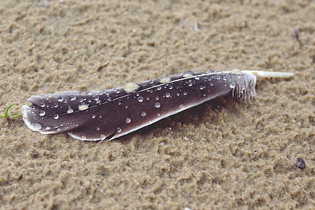 black feather on brown sand thumbnail