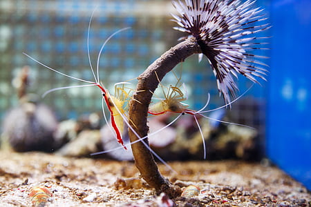 selective focus photo of two crayfishes thumbnail