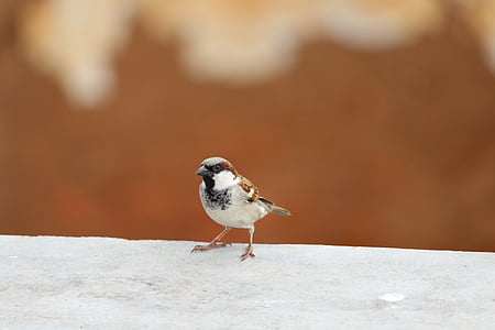 shallow focus photography of white and brown bird thumbnail