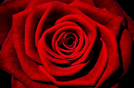 red flower photography thumbnail