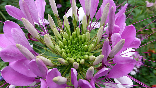 Spider Flower, Spider Plant thumbnail
