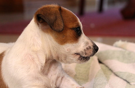 selective focus photography of tan and white puppy on textile thumbnail