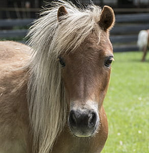 brown horse thumbnail