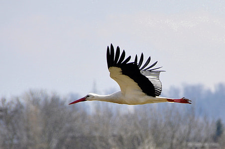 white and black Pelican flying at daytime thumbnail