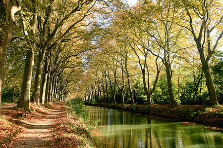body of water in between green leafed trees thumbnail