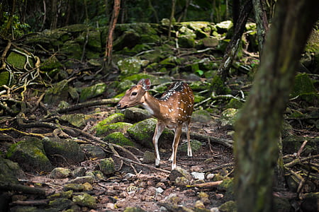 shallow focus photography of brown deer surrounded by stone fragment lot thumbnail