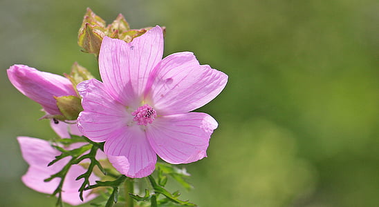 selective focus photography of pink petaled flower thumbnail
