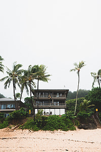 brown wooden house surrounded by palm trees thumbnail