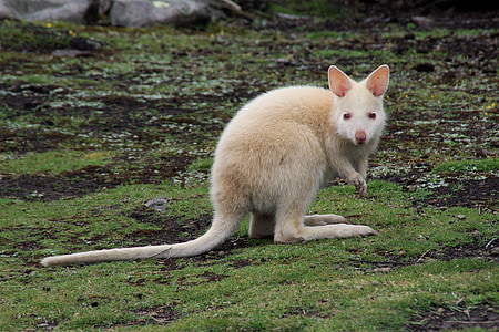 brown kangaroo on green grass field thumbnail