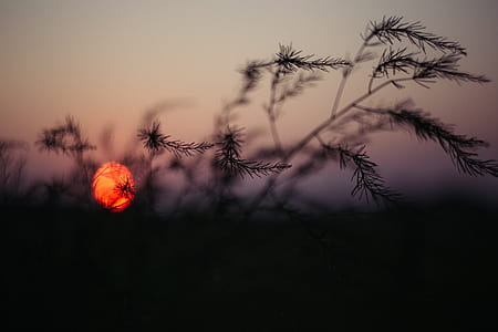 silhouette of plant during golden hour thumbnail