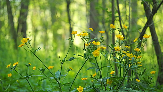 shallow focus photography of flowers thumbnail