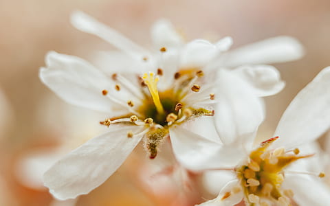 close-up photo of white petaled flower in bloom thumbnail