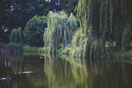 Willow that grow along the river thumbnail