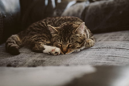 White Black and Brown Tabby Cat on Grey Padded Chair thumbnail