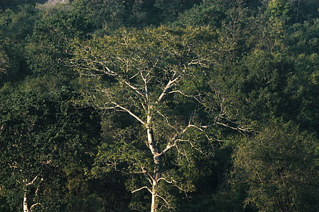 Green Forest thumbnail